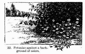 [Illustration: 22. Petunias against a background of osiers.]