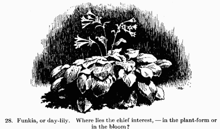 [Illustration: 28. Funkia, or day-lily. Where lies the chief
interest,--in the plant-form or in the bloom?]