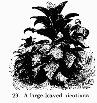 [Illustration: 29. A large-leaved nicotiana.]