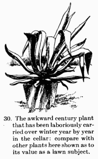 [Illustration: 30. The awkward century plant
that has been laboriously carried over winter year by year in the cellar:
compare with other plants here shown as to its value as a lawn subject.]