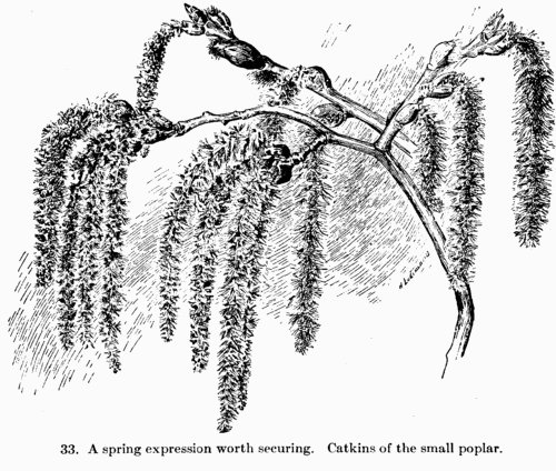 [Illustration: Fig. 33. A spring expression worth securing. Catkins of
the small poplar.]