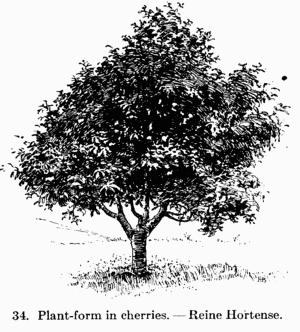 [Illustration: Fig. 34. Plant-form in cherries.--Reine Hortense.]