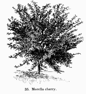 [Illustration: Fig. 35. Morello cherry.]