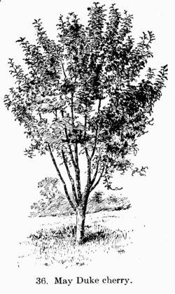 [Illustration: Fig. 36. May Duke cherry.]