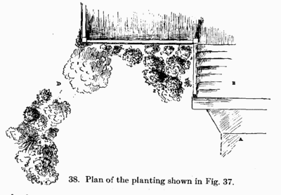 [Illustration: Fig. 38. Plan of the planting shown in Fig. 37.]
