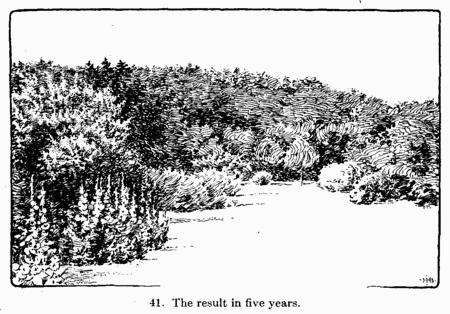 [Illustration: Fig. 41. The result in five years.]