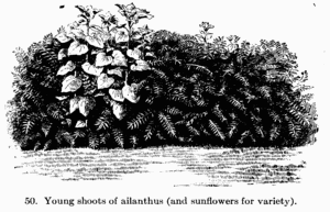 [Illustration: Fig. 50. Young shoots of ailanthus (and sunflowers for
variety).]