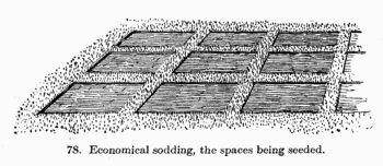 [Illustration: Fig. 78. Economical sodding,
the spaces being seeded.]