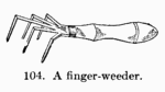 [Illustration: 104. A finger-weeder.]