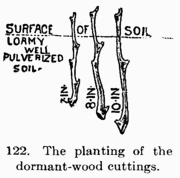 [Illustration: Fig. 122. The planting of the dormant-wood cuttings.]