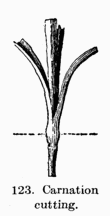 [Illustration: Fig. 123. Carnation cutting.]