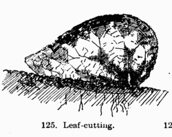 [Illustration: Fig. 125. Leaf-cutting.]