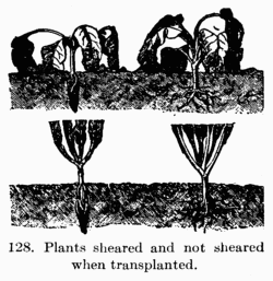[Illustration: Fig. 128. Plants sheared and
not sheared when transplanted.]