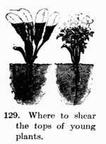 [Illustration: Fig. 129. Where to shear the
tops of young plants.]