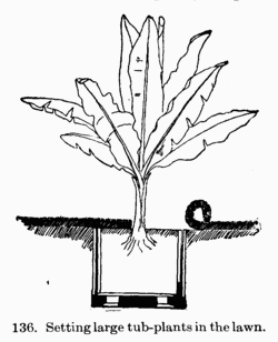 [Illustration: Fig. 136. Setting large
tub-plants in the lawn.]
