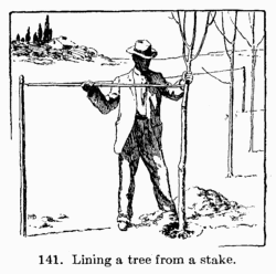 [Illustration: Fig. 141. Lining a tree from a stake.]