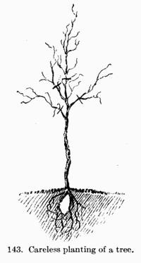 [Illustration: Fig. 143: Careless planting of a tree.]