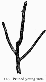 [Illustration: Fig. 145. Pruned young tree.]