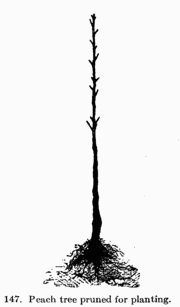 [Illustration: Fig. 147: Peach tree pruned for planting.]