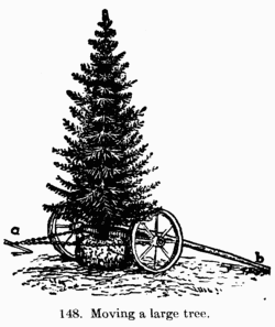 [Illustration: Fig. 148: Moving a large tree.]