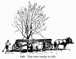 [Illustration: Fig. 149. The tree ready to lift.]