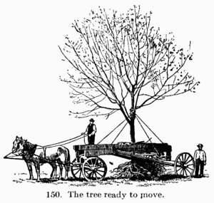 [Illustration: 150. The tree ready to move.]