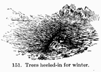 [Illustration: Fig. 151. Trees heeled-in for winter.]