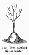 [Illustration: Fig. 152. Tree earthed up for winter.]