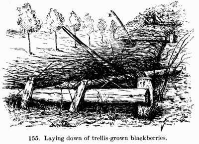 [Illustration: Fig. 155. Laying down of
trellis-grown blackberries.]