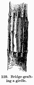 [Illustration: Fig. 159. Bridge-grafting a girdle.]