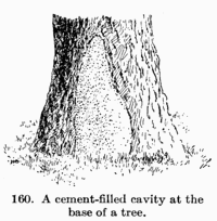 [Illustration: Fig. 160. A cement-filled cavity at the base of a tree.]