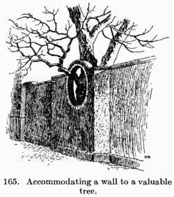 [Illustration: Fig. 165. Accommodating a wall to a valuable tree.]