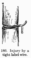 [Illustration: Fig. 186. Injury by a tight label wire.]