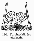 [Illustration: Fig. 190. Forcing-hill for rhubarb.]