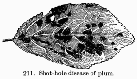 [Illustration: Fig. 211. Shot-hole disease of plum.]