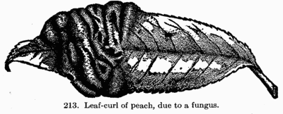[Illustration: Fig. 213. Leaf-curl of peach, due to a fungus.]