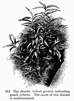[Illustration: Fig. 215. The slender tufted growth indicating peach
yellows. The cause of this disease is undetermined.]