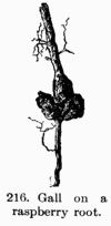 [Illustration: Fig. 216. Gall on a raspberry root.]