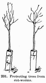[Illustration: Fig. 231 Protecting trees from cut-worms.]