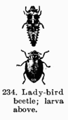 [Illustration: Fig. 234. Lady-bird beetle; larva above]