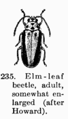 [Illustration: Fig. 235. Elm-leaf beetle, adult, somewhat enlarged
(after Howard).]