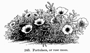 [Illustration: Figure 243. Portulaca, or rose moss.]