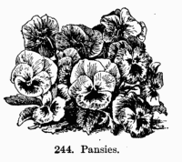 [Illustration: Fig. 244 Pansies]