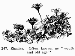 [Illustration: Fig. 247. Zinnias. Often known
as “youth and old age.”]
