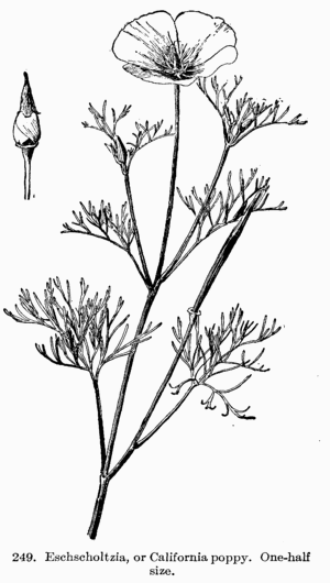 [Illustration: Fig 249. Eschscholtzia, or
California poppy. One-half size.]