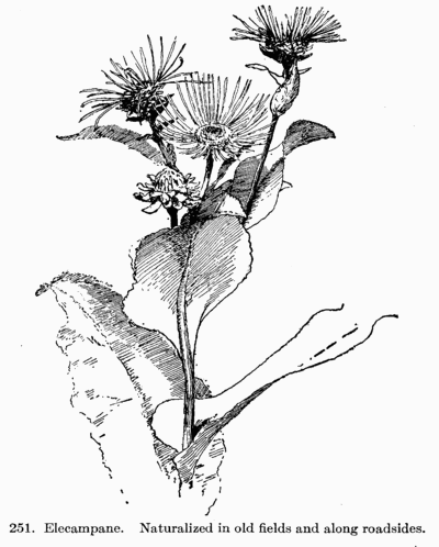 [Illustration: Fig. 251. Elecampane.
Naturalized in old fields and along roadsides.]