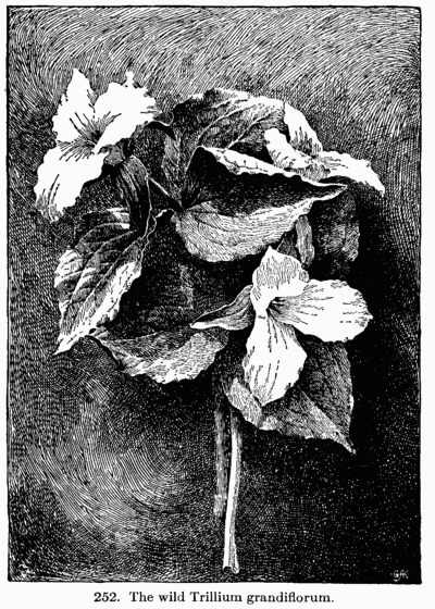 [Illustration: Fig. 252. The wild Trillium grandiflorum.]