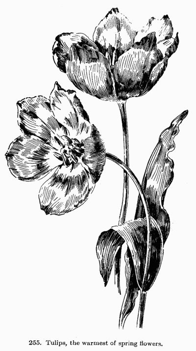[Illustration Fig: 255. Tulips, the warmest of spring flowers.]