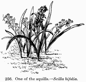 [Illustration: Fig 256. One of the
squills.--_Scilla bifolia_.]