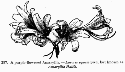 [Illustration: Fig. 257. A purple-flowered
Amaryllis.--_Lycoris squamigera_, but known as _Amaryllis Hallii_.]